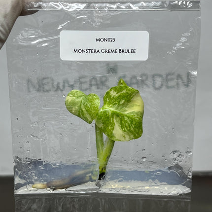 Monstera Creme Brulee Tissue Culture (1 item/bag)