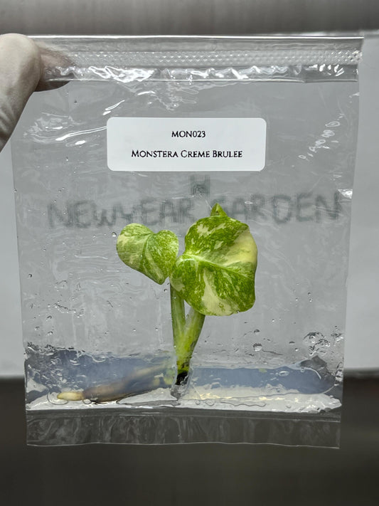 Monstera Creme Brulee Tissue Culture (1 item/bag)