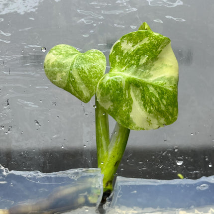 Monstera Creme Brulee Tissue Culture (1 item/bag)