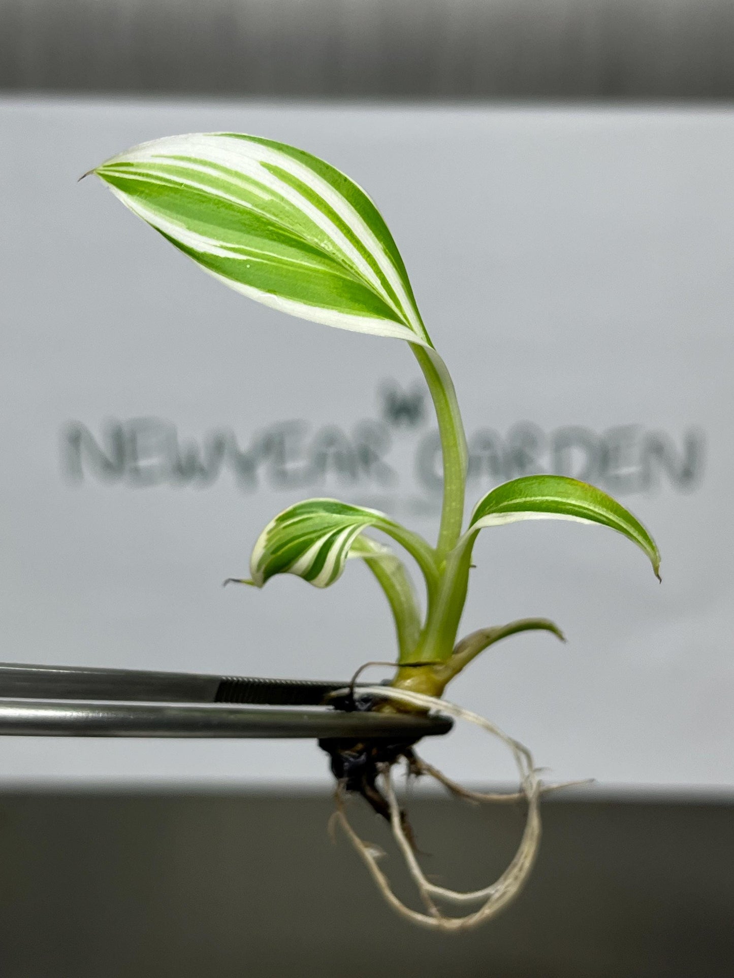 Musa Florida Serec Albo Variegated Tissue Culture (1 item/bag)