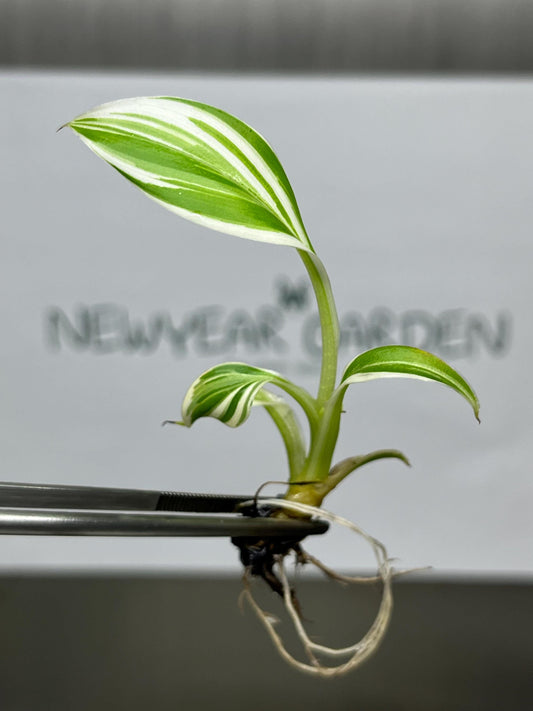 Musa Florida Serec Albo Variegated Tissue Culture (1 item/bag)