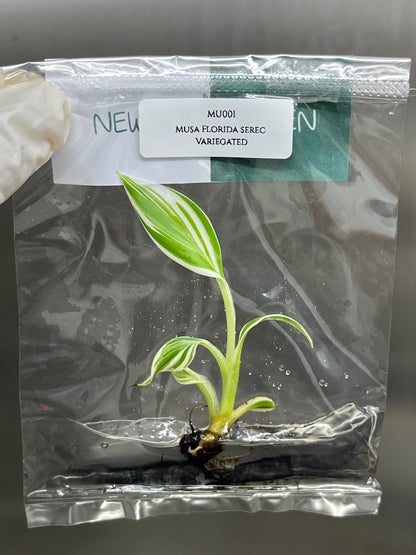 Musa Florida Serec Albo Variegated Tissue Culture (1 item/bag)