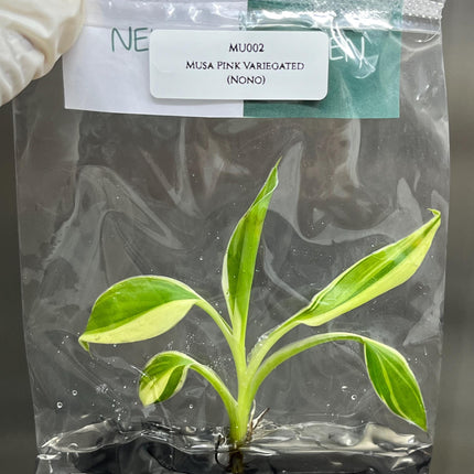 Musa Pink Variegated (NoNo) Tissue Culture (1 item/bag)