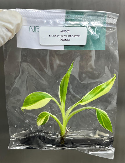 Collection image for: Musa