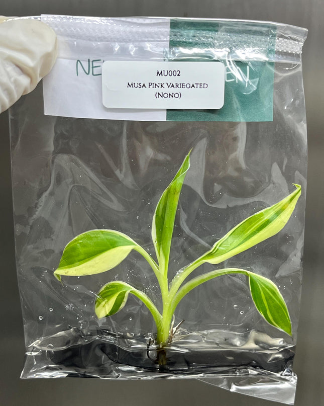 Musa Pink Variegated (NoNo) Tissue Culture (1 item/bag)