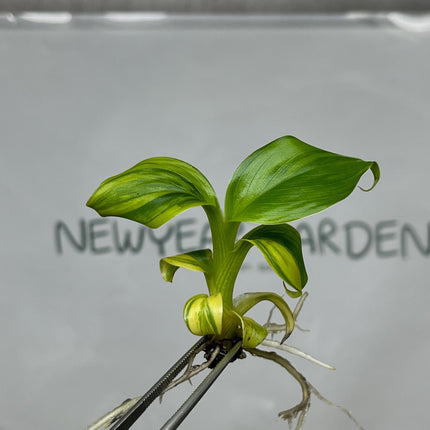 Dwarf Monkey Varigated (Japannese Banana) Tissue Culture (1 item/bag)