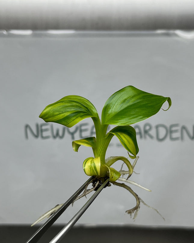 Dwarf Monkey Varigated (Japannese Banana) Tissue Culture (1 item/bag)