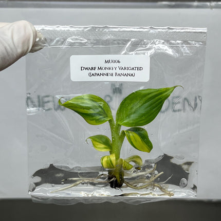 Dwarf Monkey Varigated (Japannese Banana) Tissue Culture (1 item/bag)