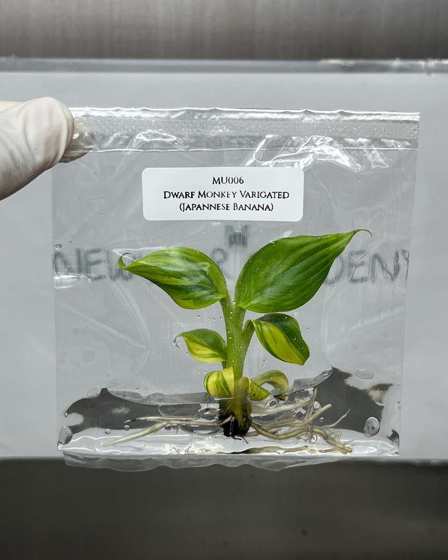 Dwarf Monkey Varigated (Japannese Banana) Tissue Culture (1 item/bag)