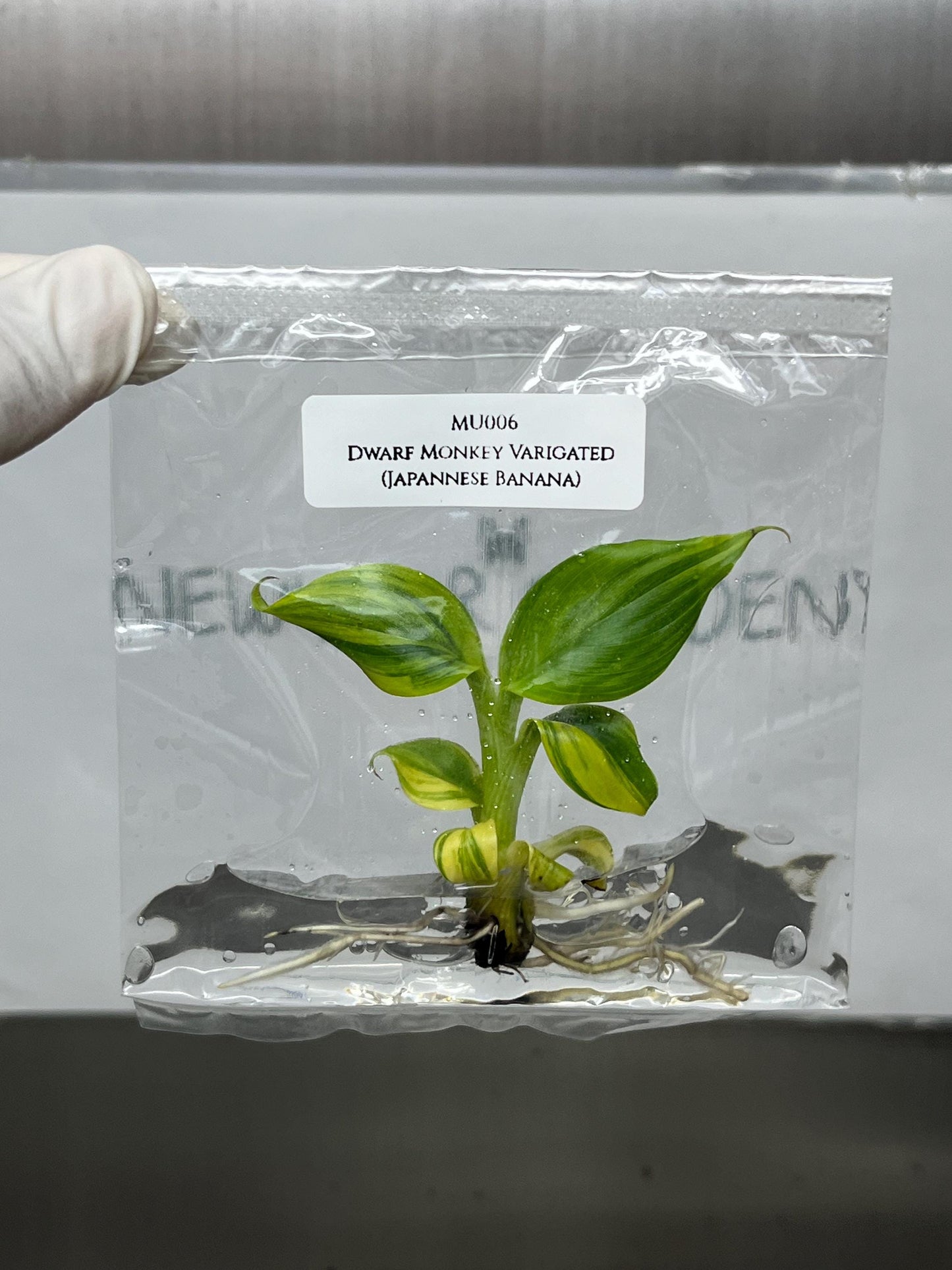 Dwarf Monkey Varigated (Japannese Banana) Tissue Culture (1 item/bag)