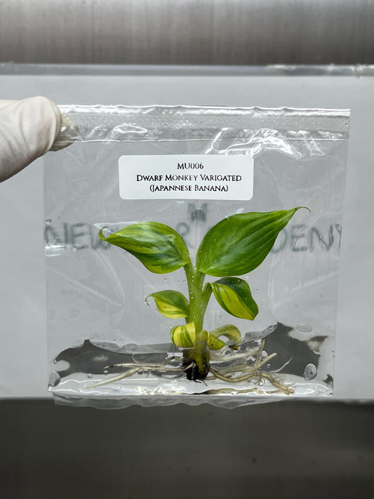 Dwarf Monkey Varigated (Japannese Banana) Tissue Culture (1 item/bag)