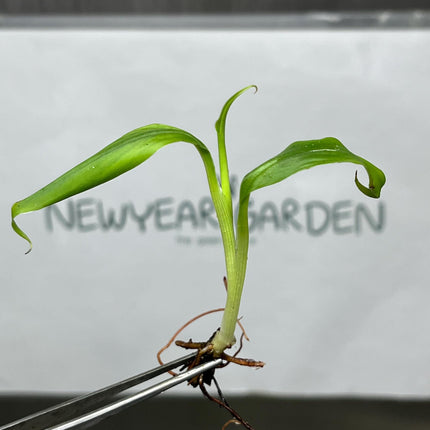 Musa 'Kluai Hom' (Hom Thong Banana) Tissue Culture (5 items/bag)