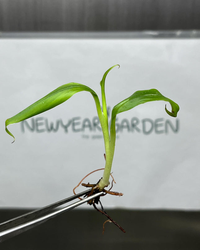 Musa 'Kluai Hom' (Hom Thong Banana) Tissue Culture (5 items/bag)