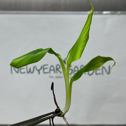 Musa Kluai Hom (Cavendish Banana) Tissue Culture (5 items/bag)