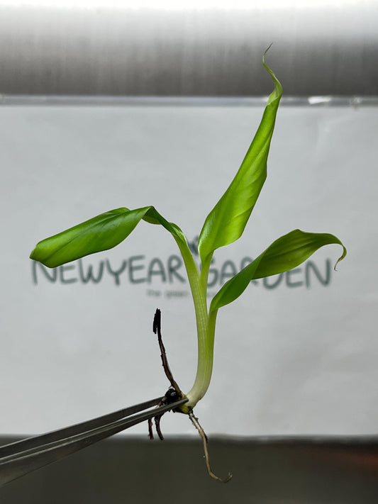Musa Kluai Hom (Cavendish Banana) Tissue Culture (5 items/bag)
