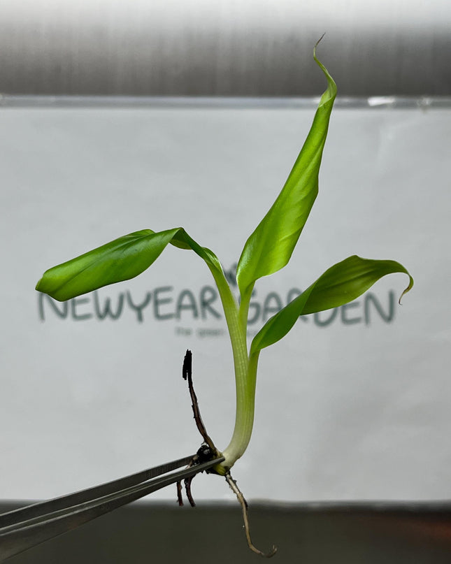 Musa Kluai Hom (Cavendish Banana) Tissue Culture (5 items/bag)