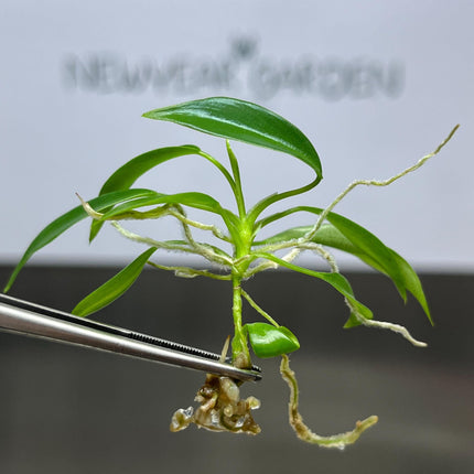 Philodendron Joepii Tissue Culture (5 items/bag)
