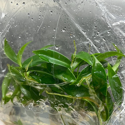 Philodendron Joepii Tissue Culture (5 items/bag)