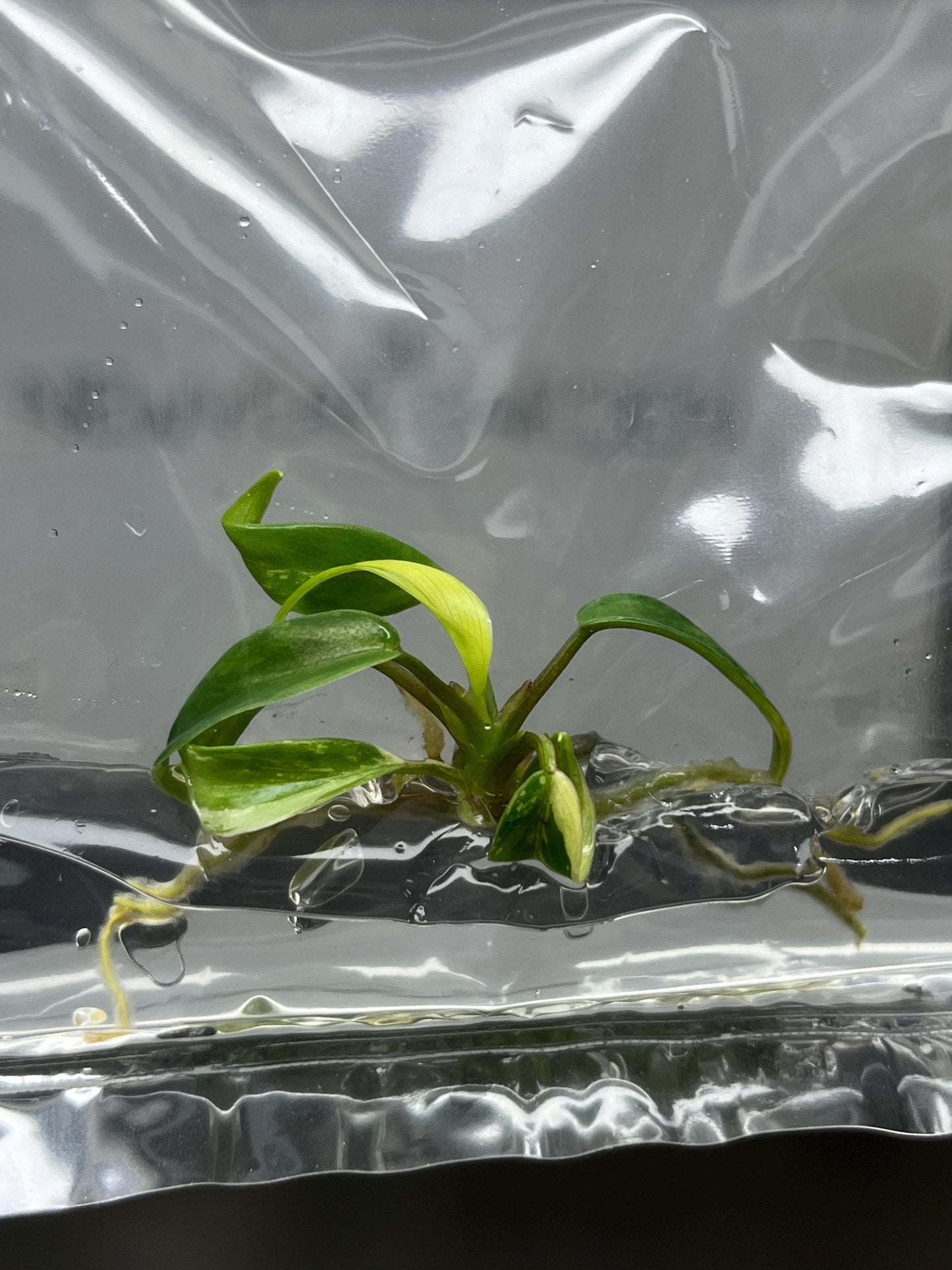 Philodendron Joepii Variegated Tissue Culture (1 item/bag)