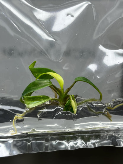 Philodendron Joepii Variegated Tissue Culture (1 item/bag)