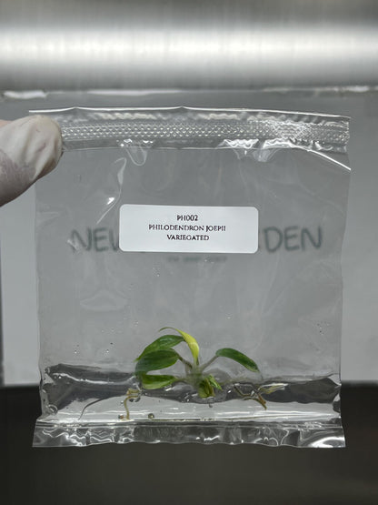 Philodendron Joepii Variegated Tissue Culture (1 item/bag)