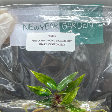 Philodendron Strawberry Shake Variegated Tissue Culture (1 item/bag)