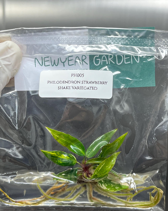 Philodendron Strawberry Shake Variegated Tissue Culture (1 item/bag)