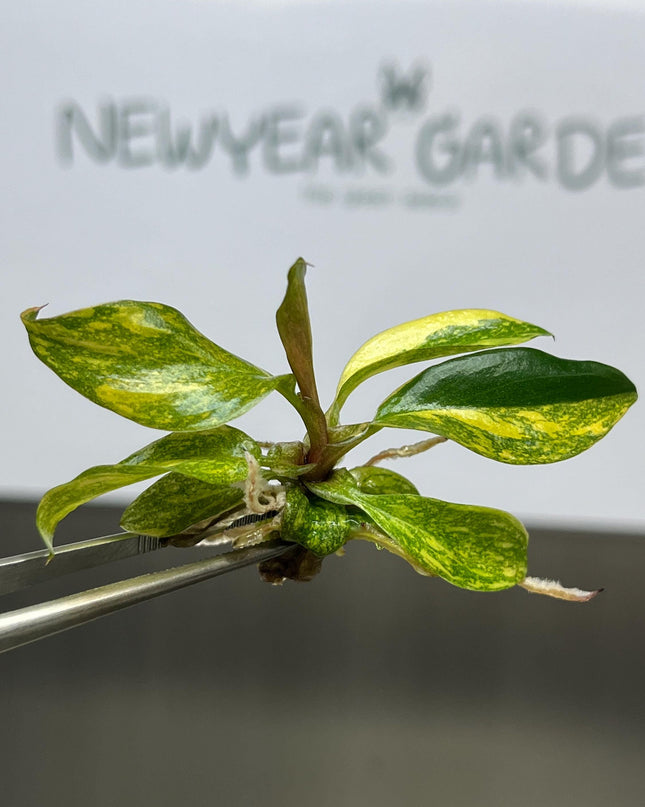 Philodendron Orange Princess Variegated Tissue Culture (1 item/bag)