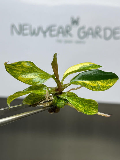 Philodendron Orange Princess Variegated Tissue Culture (1 item/bag)