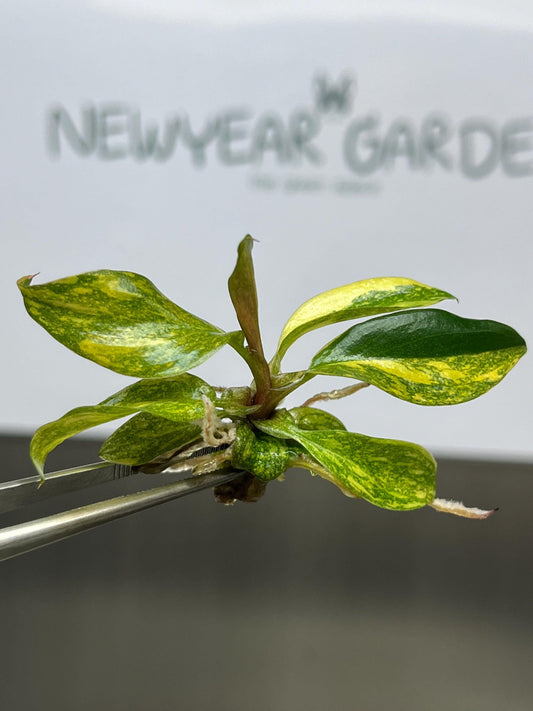 Philodendron Orange Princess Variegated Tissue Culture (1 item/bag)