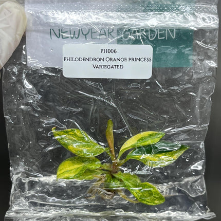 Philodendron Orange Princess Variegated Tissue Culture (1 item/bag)