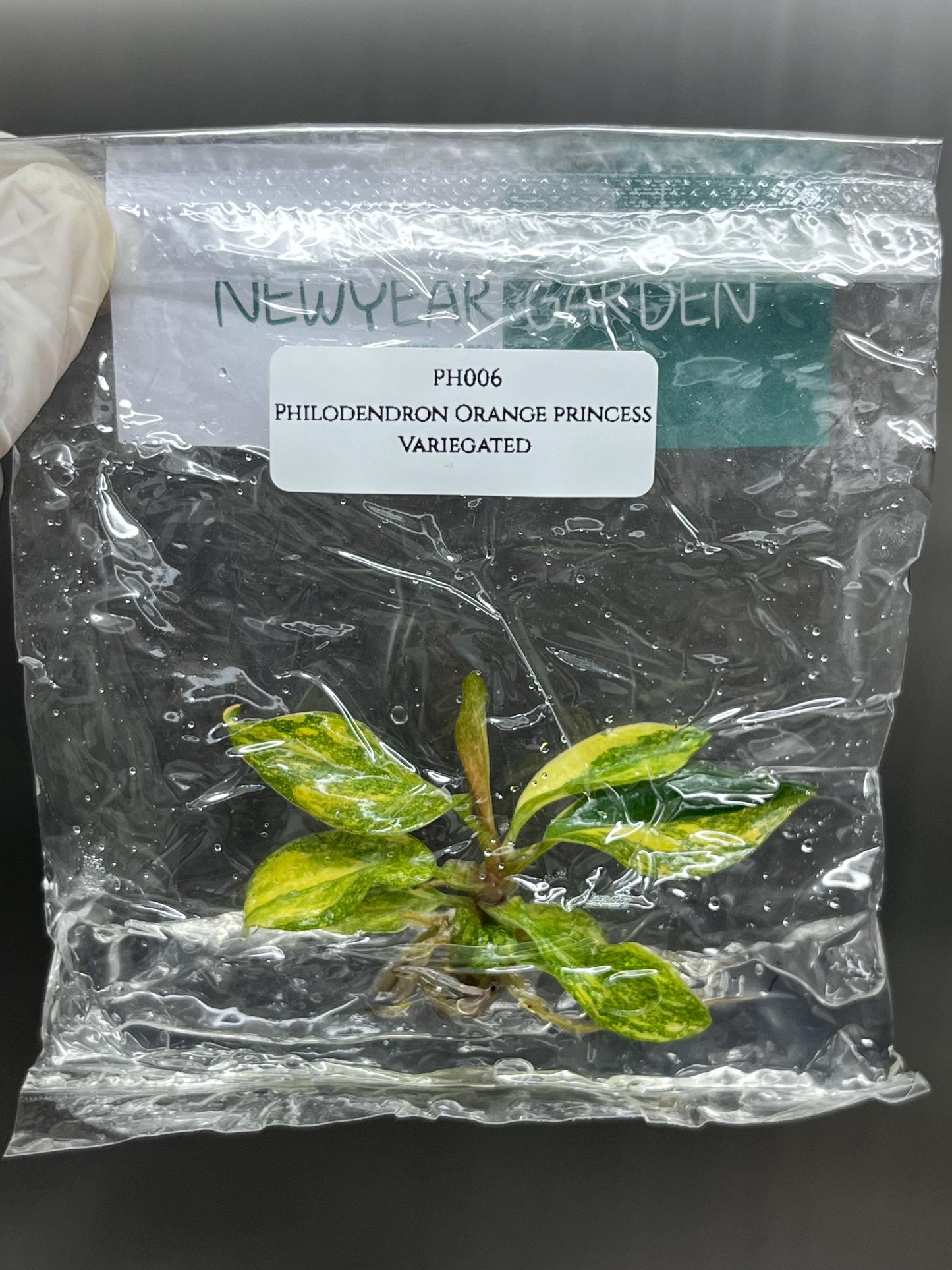 Philodendron Orange Princess Variegated Tissue Culture (1 item/bag)