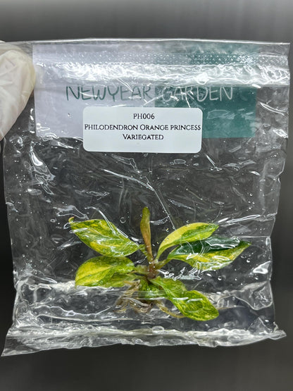 Philodendron Orange Princess Variegated Tissue Culture (1 item/bag)