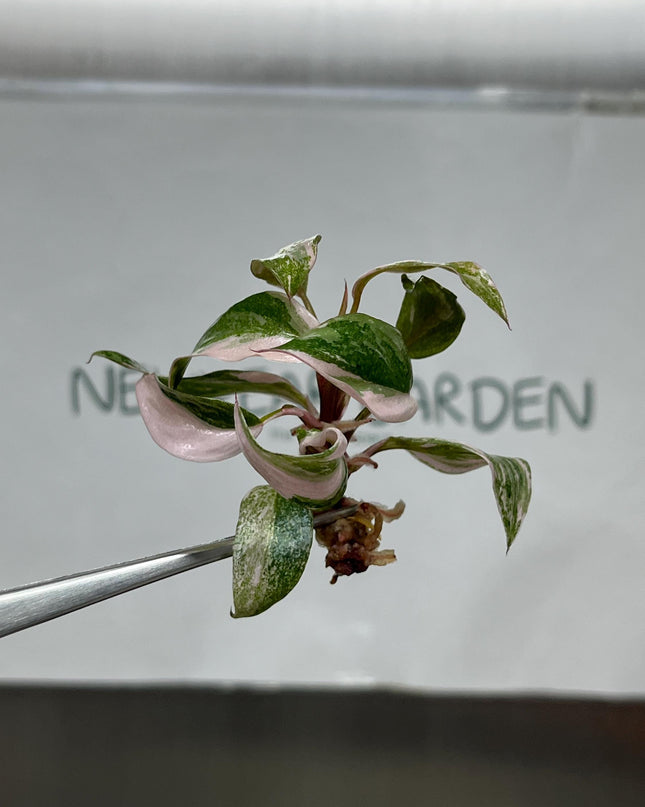 Philodendron Pink Princess Variegated Tissue Culture (5 items/bag)