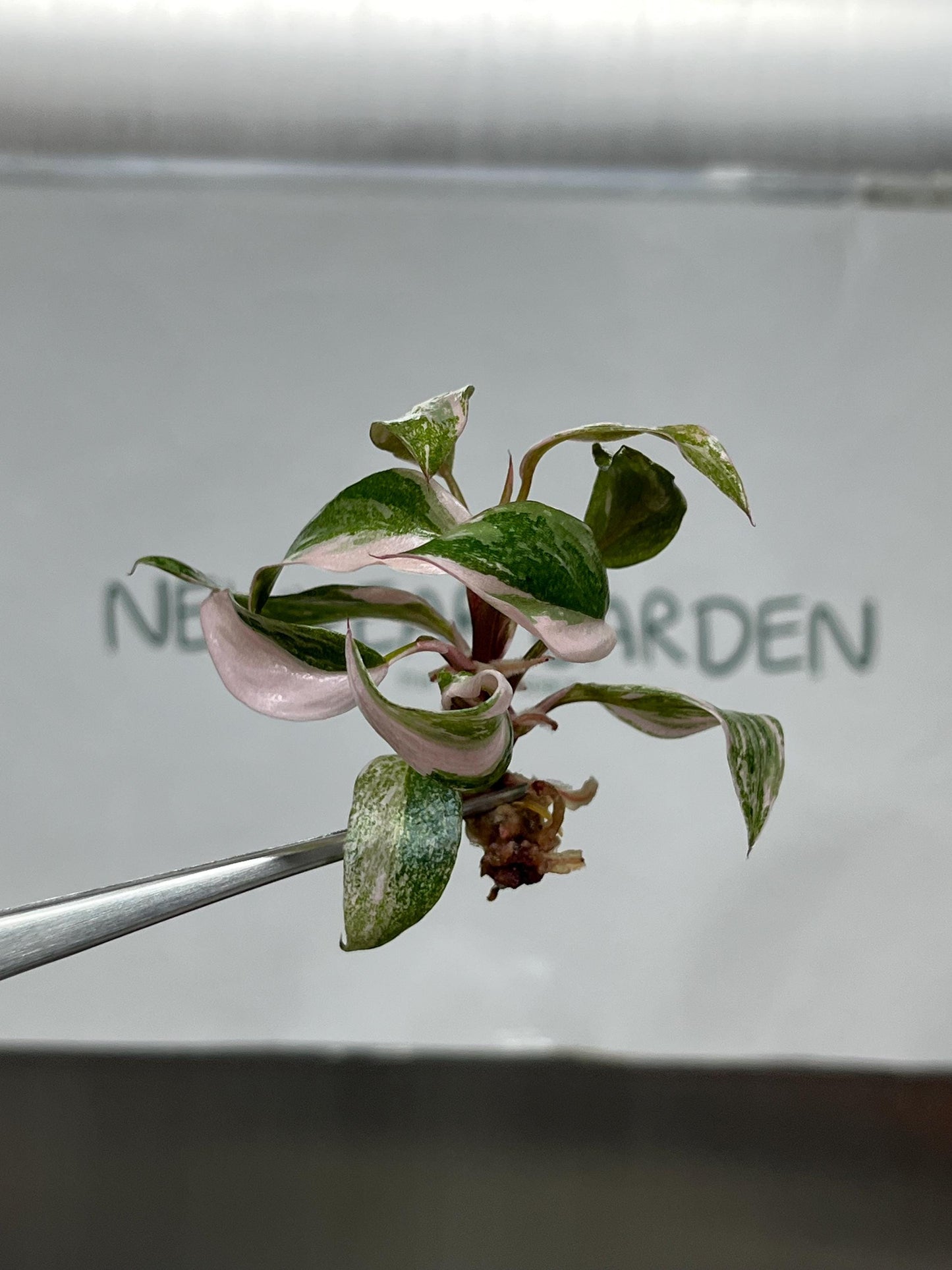 Philodendron Pink Princess Variegated Tissue Culture (5 items/bag)