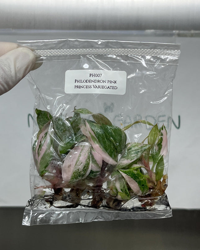 Philodendron Pink Princess Variegated Tissue Culture (5 items/bag)