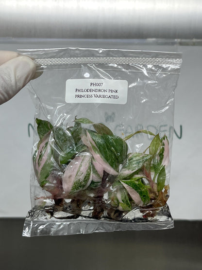 Philodendron Pink Princess Variegated Tissue Culture (5 items/bag)