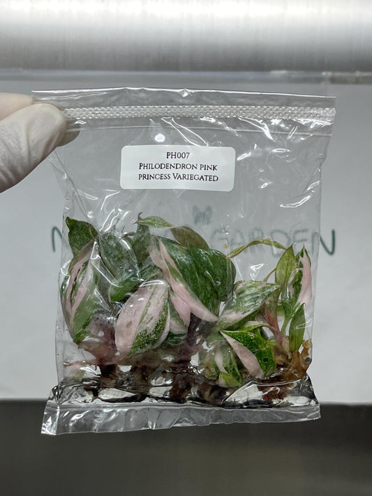 Philodendron Pink Princess Variegated Tissue Culture (5 items/bag)