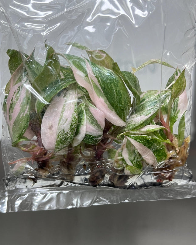 Philodendron Pink Princess Variegated Tissue Culture (5 items/bag)