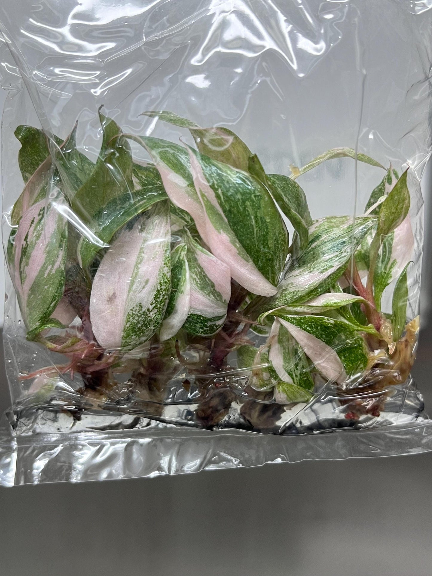 Philodendron Pink Princess Variegated Tissue Culture (5 items/bag)