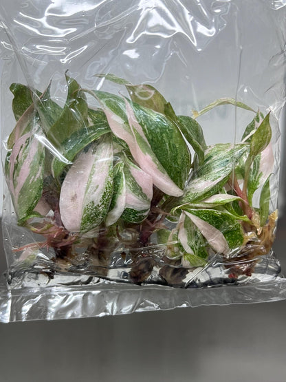 Philodendron Pink Princess Variegated Tissue Culture (5 items/bag)