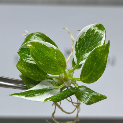 Philodendron White Princess Variegated Tissue Culture (5 items/bag)