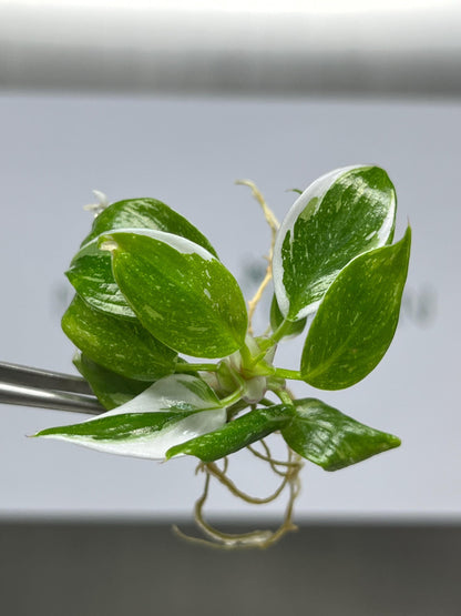 Philodendron White Princess Variegated Tissue Culture (5 items/bag)