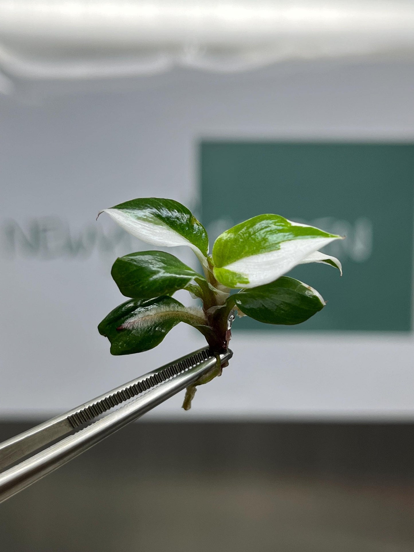 Philodendron White Knight Variegated Tissue Culture (5 items/bag)