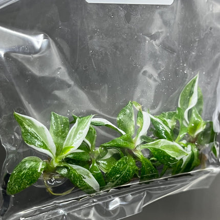 Philodendron White Knight Variegated Tissue Culture (5 items/bag)
