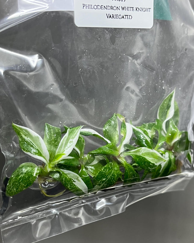 Philodendron White Knight Variegated Tissue Culture (5 items/bag)