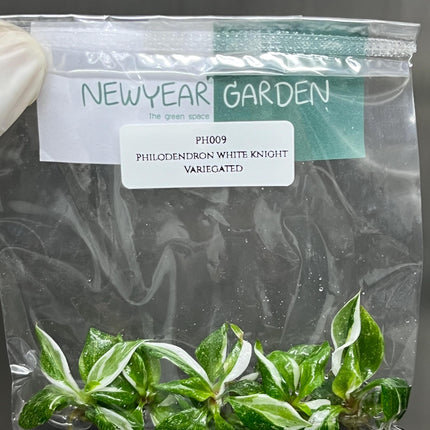Philodendron White Knight Variegated Tissue Culture (5 items/bag)