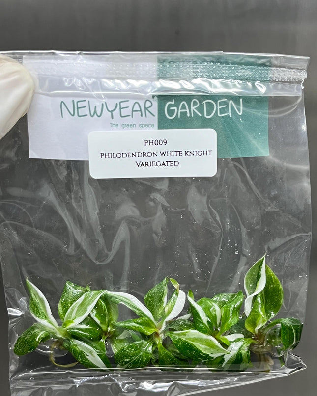 Philodendron White Knight Variegated Tissue Culture (5 items/bag)