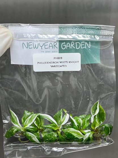 Philodendron White Knight Variegated Tissue Culture (5 items/bag)