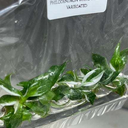 Philodendron White Wizard Variegated Tissue Culture (5 items/bag)
